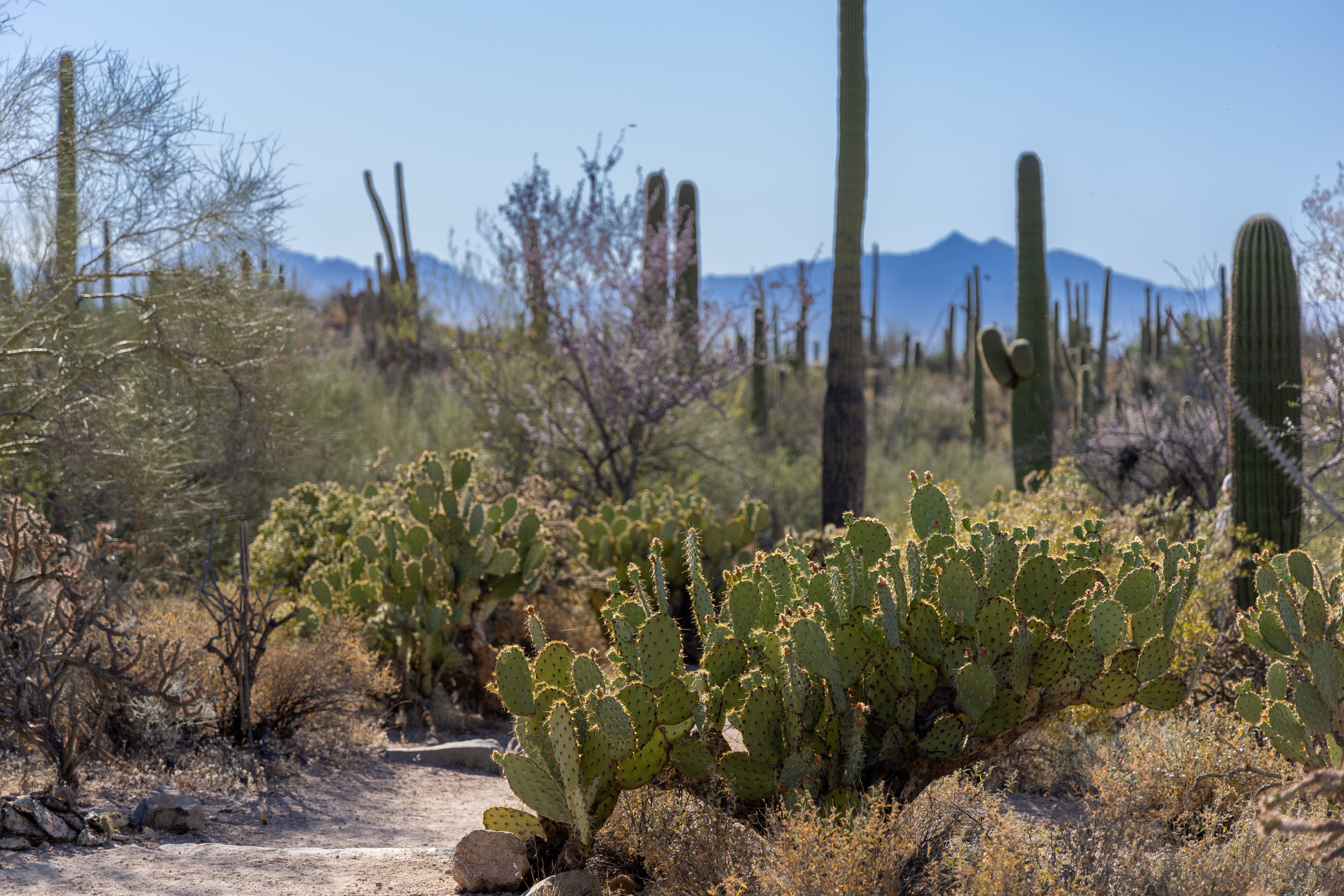 This image shows a scenic desert landscape filled with various types of cacti, including large saguaro cacti and clusters of prickly pear. The terrain is sandy with a visible dirt path winding through the vegetation. In the background, hazy blue mountains rise against a clear sky, and sparse desert trees and shrubs are scattered throughout the scene.